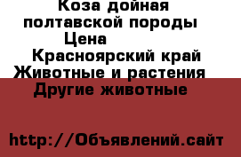 Коза дойная  полтавской породы › Цена ­ 8 000 - Красноярский край Животные и растения » Другие животные   